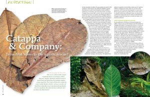 Petra Fitz examines the science behind Catappa (Indian Almond) leaves as they're used in the aquarium, and illustrates some alternatives as well.