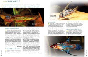 AMAZONAS Magazine’s must-read Species Snapshots bring insight into the new, unusual, and under-appreciated in the aquarium hobby and trade. This issue's installment shines a bright spotlight on Killifishes. Our rundown includes: Wachter’s Killifish (Aphyosemion wachtersi), Maratecoara splendida, the Gabon Jewelfish (Aphyosemion cyanostictum), Poropanchax stigmatopygus. the Potosi Pupfish (Cyprinodon alvarezi), and for the catfish lovers, the Super Schwartzi Cory, (Corydoras sp. CW028)