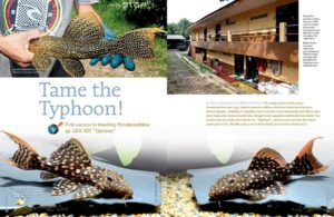 Must-read insights for every pleco fanatic, Hans-Georg Evers and Jeffrey Christian report on the first success in breeding Pseudacanthicus sp. LDA 105 “Typhoon”.