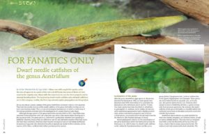 Achim Werckenthin & Ingo Seidel present the Dwarf Needle Catfishes of the genus Acestridium; at times being sensitive aquarium inhabitants which present a husbandry and breeding challenge for experienced aquarists.