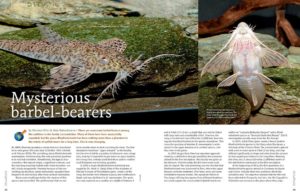 There are numerous barbel-bearers among the catfishes in the family Loricardiidae...but the genus Rhadinoloricaria has been nothing more than a phantom in the minds of catfish lovers for a long time. Norman Behr & Anja Katzschmann explain how these mysterious fishes are finally being revealed.