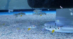 Biotoecus opercularis “Rio Uaicurapa” are an interesting recent offering showing up at a Midwestern tropical fish importer.