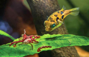 A Dwarf Pufferfish (Carinotetraodon travancoricus) feeding on bloodworms.