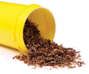 Dried bloodworms are anecdotally reported to cause more allergic reactions, but contact with frozen or live worms can also have effects on those with sensitivity to the hemoglobins in these insect larvae.