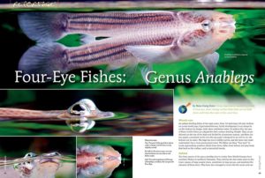 If you've never seen an Anableps, a fish which can see above and below water at the same time, you're in for a treat. If you have seen them, maybe you've wondered how they might fare in an aquarium. All is revealed as Hans-Georg Evers introduces you to the Four-Eye Fishes. Time to set up your next tank!
