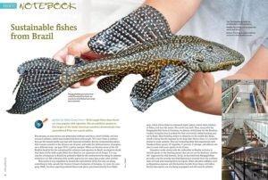 Hans-Georg Evers starts our Aquatic Notebook by introducing a pioneering effort by Hudson Crizanto Gonçalves to estasblish a commercial catfish breeding project in Brazil, initially focusing on the production of highly desirable Pseudacanthicus species along with other species not currently on Brazil's “positive list” (approved for wild harvest). Also in this issue's Notebook: Black & White Stingrays, a cautionary tale and results from our Bloodworm Survey, breeding the freshwater pufferfish Tetraodon schoutedeni, and a new understanding of how fish are able to orient themselves facing into water current, even under the cover of darkness. It's a Notebook you won't want to miss!
