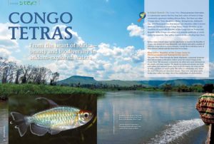 Little is known about the biotopes of the Congo tetras, family Alestidae, as the countries of origin—the Republic of the Congo and the Democratic Republic of the Congo—are either very unstable politically or rarely visited by aquarists. Roland Numrich reports on his collecting trips there.