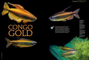The Ogooué (Ogowe) River system is home to some of the most beautiful tetra species in the Old World, including, in the extremely acidic black water, Africa’s live gold: Phenacogrammus aurantiacus. Stanislav Kislyuk shares his success keeping and breeding the species.