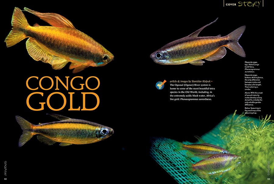 AMAZONAS Magazine “CONGO TETRAS!” Inside Look