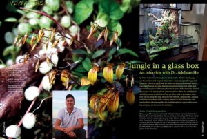 Back in the January/February issue of AMAZONAS, a vivarium built by Dr. Adeljean Ho was included at the tail end of Sam Rutka's stunning feature on Paludariums. Ho's work piqued our curiousity; as promised, we return with a feature-length interview to gain insight on how Ho blended his passion for orchids, amphibians, fish and shrimp, into a beautiful slice of the jungle. You can learn even more in the online bonus; the full length unedited interview will be published soon!