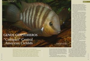 Paul V. Loiselle, Ph.D. suggests that small sizes and mellow temperaments make Cryptoheros excellent “starter” species for hobbyists who wish to expand their horizons to include the Central American representatives of the Cichlidae. Learn more in the newest issue.