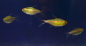 A shoal of Hemigrammus rubrostriatus on display at the 2018 Minnesota Aquarium Society Tropical Fish Show.