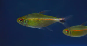 The use of an overhead diffuse flash (as in the 3 prior images) tended to wash out the subtle gold base coloration which is more apparent when photographed with only ambient light.