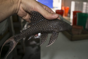 The normal color form of Peckoltia pankimpuju, a species native to the io Marañon. Image courtesy Stingray Aquarium.