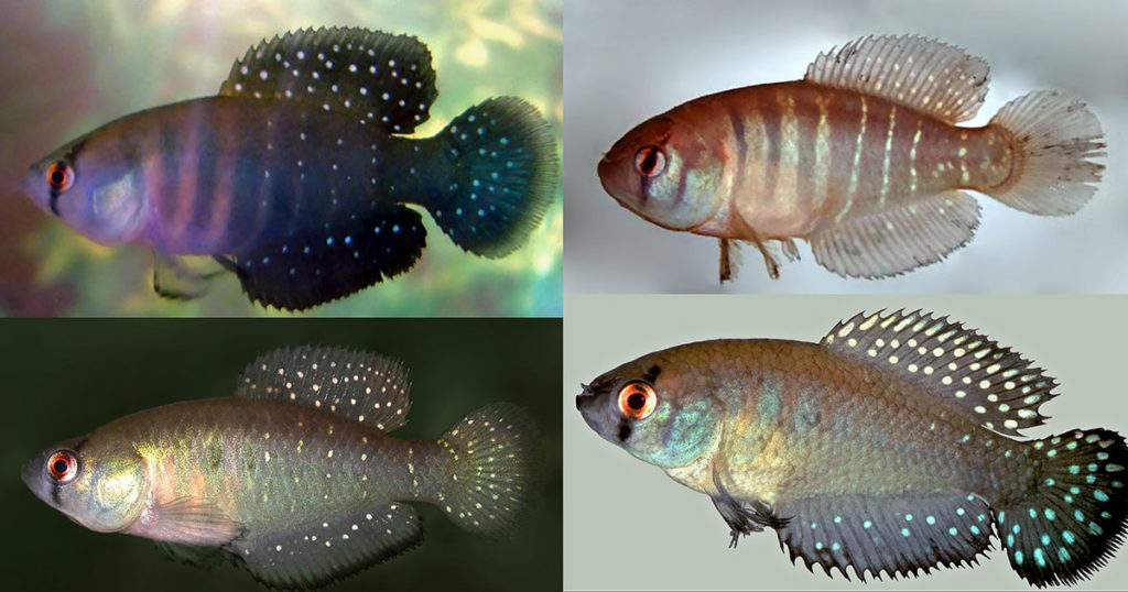 Males of Austrolebias wichi. Image Credit: Alonso et. al.