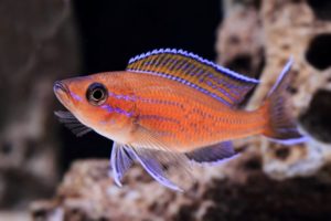 Paracyprichromis nigripinnis flaring male