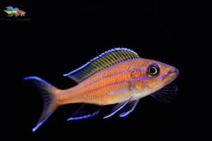 Paracyprichromis nigripinnis