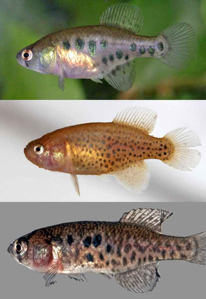 Females of the new species Austrolebias wichi. Image credit: Alonso et. al.