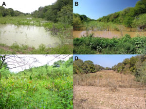 Fig 6. Type locality of Austrolebias wichi, which is also home to the only currently known population of the new species. This ephemeral pond is depicted over the year: (A) January 2006, (B) January 2014, (C) April 2017, (D) August 2012. Image Credit: Alonso et. al.