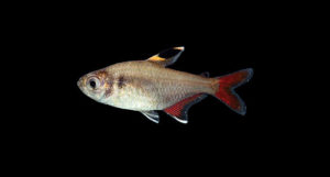 The new Tetra species from Northeastern Brazil, Hyphessobrycon piorskii
