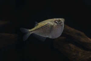 G. maculatus can be found from the Pacific slope of Panama to the Western side of Colombia and possibly Ecuador