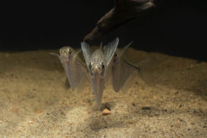 Unlike most other species of hatchets, G. maculatus seem to prefer positioning themselves lower in the water column