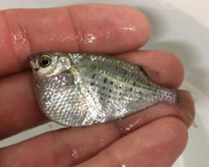 A freshly imported Spotted Silver Hatcher in the author's hand for scale. This large growing species can reach 3.5" (9cm) in length