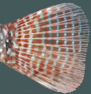 A detailed look at the caudal fin of Geophagus multiocellatus reveals the signature tiny blue dot currently found in no other related species. Image credit: J.L.O. Mattos.