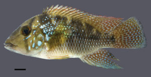 The holotype for Geophagus rufomarginatus measures 96.8 mm SL and was collected from the Buranhém Basin in the Bahia state of Brazil. Image credit: J.L.O. Mattos.