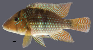 Geophagus santosi, UFRJ 11765, holotype, 110.6 mm SL; Brazil: Bahia: Mariana River. Scale bar 10 mm. Photograph by J.L.O. Mattos.