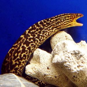 Something you don't see every day; the Tiger or Spotted "Freshwater" Moray Eel, Gymnothorax polyuranodon. Image credit: Goh Yong Teng, CC BY 3.0