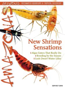 AMAZONAS Magazine, Volume 7, Number 5, NEW SHRIMP SENSATIONS, brings readers a new look at the dwarf and fan shrimps. On the cover: various dwarf shrimps, photographed by Friedrich Bitter.