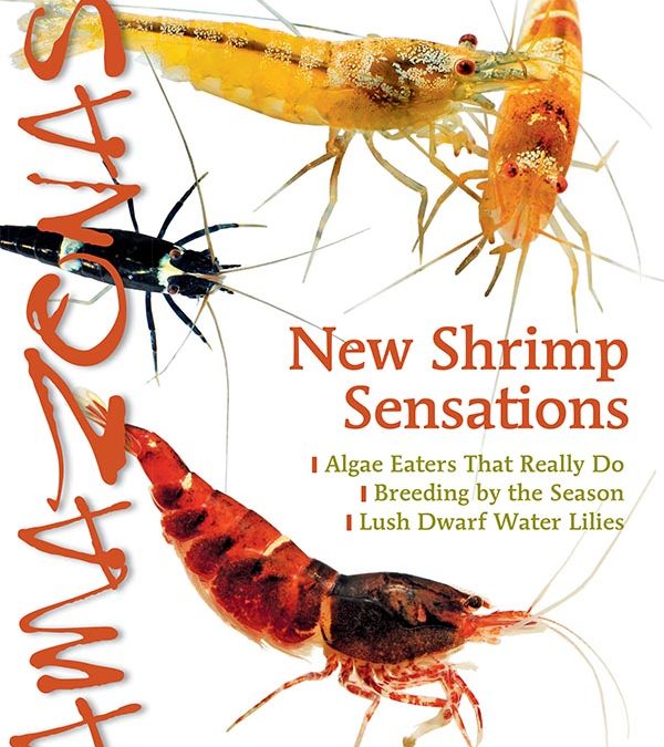 AMAZONAS Magazine “NEW SHRIMP SENSATIONS” Inside Look