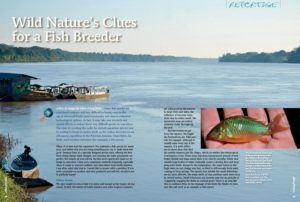 Follow along as Hans Georg Evers transports you to a small, seasonal pool in the vicinity of Puerto Maldonado, to discover the clues that nature provides when it comes to breeding potentially recalcitrant fishes.