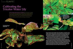 Check out the gorgeous Tricolor Water Lily (Nymphaea micrantha) and learn about its husbandry and unique propagation methods in an article by Maike Wilstermann-Hildebrand, with additional content from AMAZONAS Executive Editor Ann Whitman.