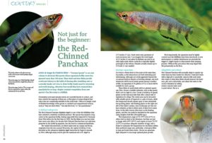 Introducing the first installment of "Century Species," our new column to showcase fish species whose aquarium-hobby career has spanned more than 100 years and have remained in the hobby despite stiff competition from trendier offerings. Our first entry is a killifish, the Red-Chinned Panchax, Epiplatys dageti monroviae.
