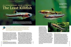 "Heterandria formosa comes from the subtropical southeastern United States and is anything but gaudy—but the Least Killifish is still a very special little livebearer," writes Michael Kempkes,