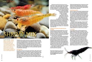 Uwe Neumann discusses the creation of new ornamental dwarf shrimp varieties in "Shrimp Mix".