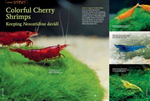 If you are newly interested in freshwater shrimps or just considering a new purchase, you may wonder at the countless variants of Neocaridina davidi now available and how to keep them. These tiny shrimps are fascinating to watch and easy to maintain, if you follow a few simple rules. Learn more in Friedrich Bitter's article, "Colorful Cherry Shrimps: Keeping Neocaridina davidi"