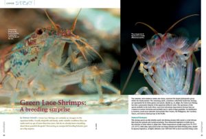 "Green Lace Shrimps: A breeding surprise," by Dietmar Schmidt, tells the tale of an unexpected breeding opportunity with these popular aquarium residents.