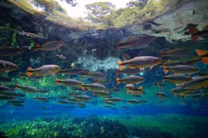 Shoal: in the sense above, a loose grouping of fish. Or, as organizers hope, a cohesive multi-organizational approach to protecting freshwaters around the globe.