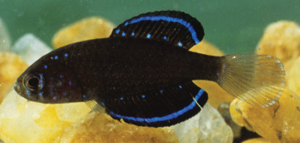 Researchers have discovered a cryptic species hidden within Spectrolebias costae (a male shown here). The S. costae shown here is from the das Mortes River floodplains, measuring 18.8 mm SL. Image credit: Costa &amp; Amorim, CC BY 4.0