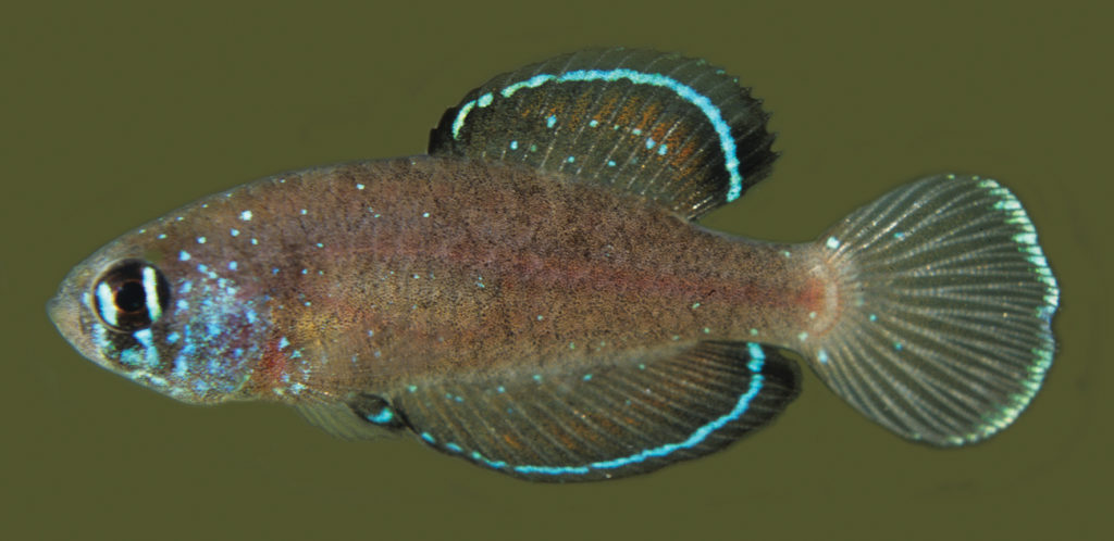 The male holotyp of Spectrolebias gracilis was collected from the Canabrava floodplains, and measures only 19.2 mm standard length (SL). Image credit: Costa & Amorim, CC BY 4.0