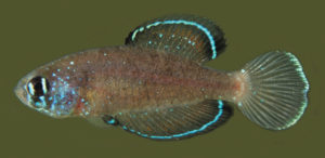 The male holotype of Spectrolebias gracilis was collected from the Canabrava floodplains, and measures only 19.2 mm standard length (SL). Image credit: Costa & Amorim, CC BY 4.0