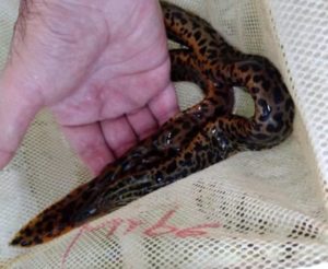 A net full of uniquely-patterned eel-like fishes seemed to jump out of the email inbox, demanding attention. But what are they? Image credit: Nautilus Tropical Fish Wholesale