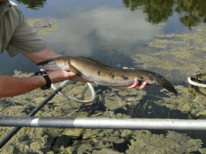 Bullseye snakehead is a nonnative freshwater fish that was first documented in 2000 in Broward County. These fish are now considered one of more than twenty established exotic freshwater fish species in Florida. FWC promotes the consumption of this nonnative fish. The snakehead's mild flavor and firm texture make it a chef's favorite.