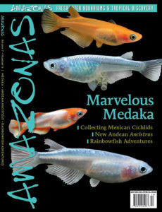 AMAZONAS Magazine, Volume 7, Number 6, MARVELOUS MEDAKA, serves a definitive look into the coming wave of ornamental Japanse Ricefish, poised to be a huge hit worldwide. On the cover: Colorful new varieties of Medaka (Oryzias latipes). Images by F. Bitter