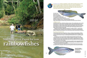 Johannes Graf tells the tale of joining Gary Lange, Wim Heemskerk, and Henni Ohee, and Marten Luter Salossa for a journey deep into the wilderness of Indonesia's Papua New Guinea in search of long-lost rainbowfishes and new species as of yet undiscovered. What did they find?