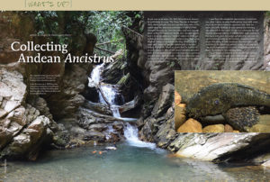 Hans-George Evers introduces a host of new L-number plecos from the Andes in the first installment of his new "What's Up?" column, an AMAZONAS exclusive!