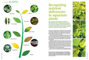 Maike Wilstermann-Hildebrand shares the secrets of "Recognizing nutrient deficiencies in aquarium plants", sure to become a handy reference for every aquascaper!